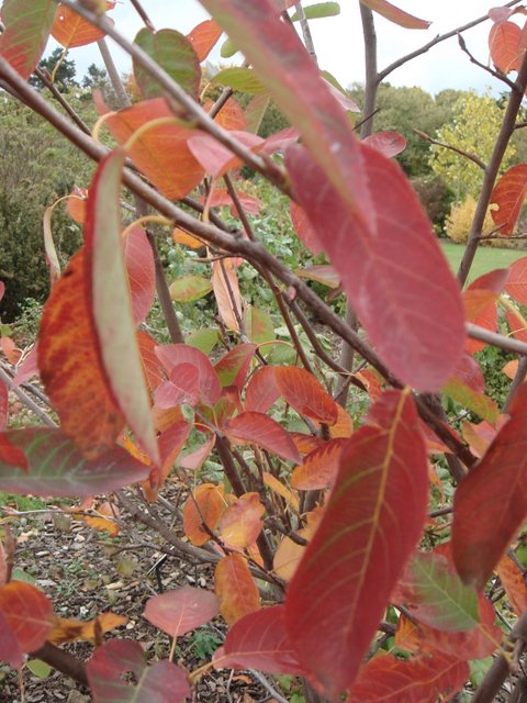 Amelanchier canadensis feuille automne